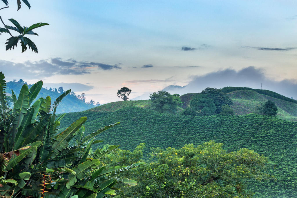 Selva Dawn (Nicaragua)